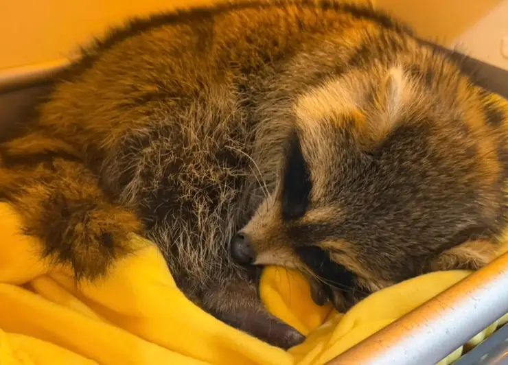 Man Notices Snow-Covered “Ball Of Fur” In His Yard — Then It Suddenly Moves