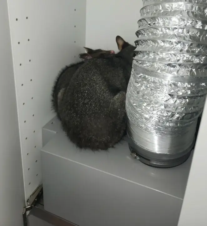 Woman Opens Kitchen Cupboard — And Finds A Wild Mama And Baby Snuggled Inside