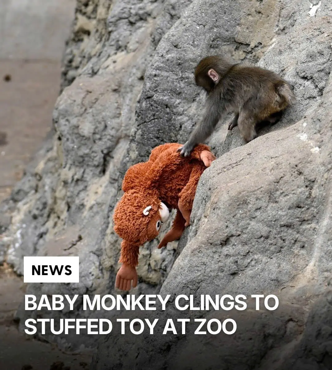 A Tiny Monkey and His Plush Best Friend: The Heartwarming Story Captivating the Internet