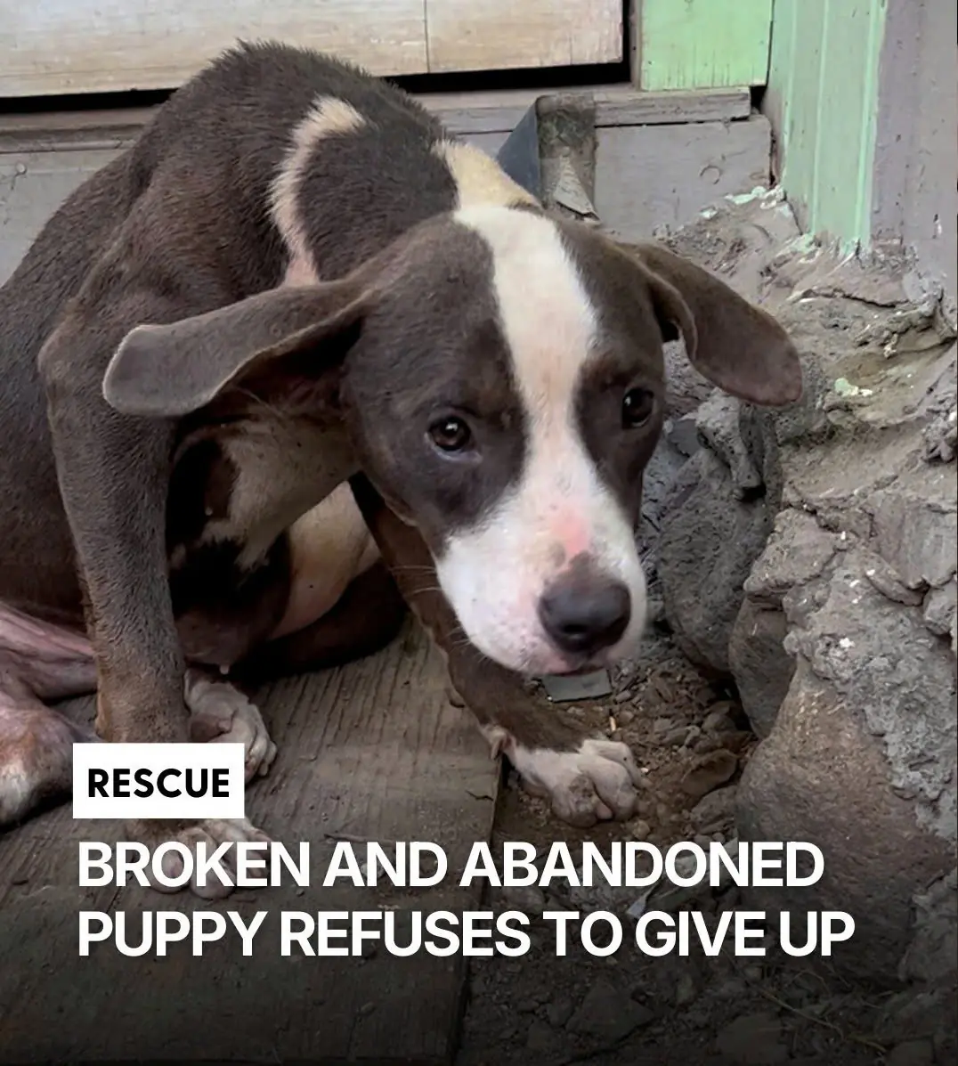 She Could Barely Walk After a Shattered Pelvis — But One Foster Family Refused to Give Up on Willow