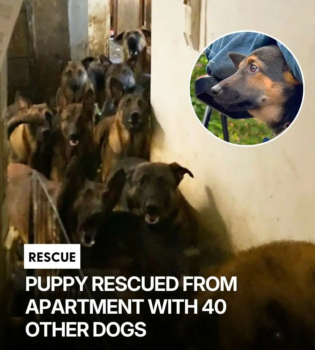 She Had Never Been Outside Before — Now Freyja Is Discovering the World One Step at a Time