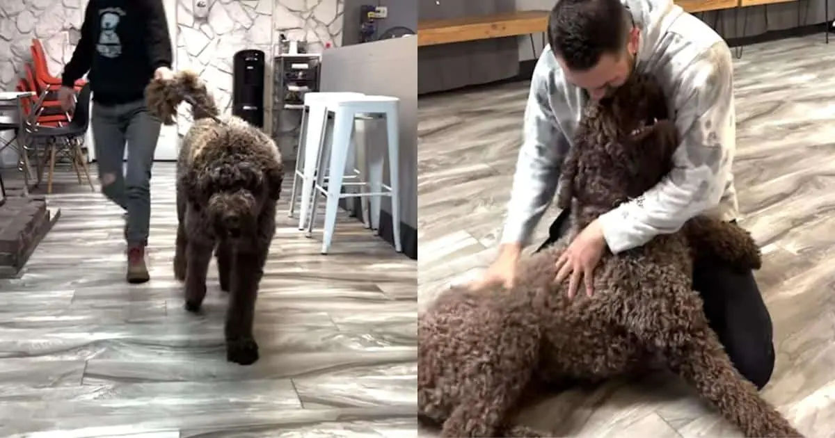 How Time and Patience Turned One Anxious Doodle Into Man’s Best Friend