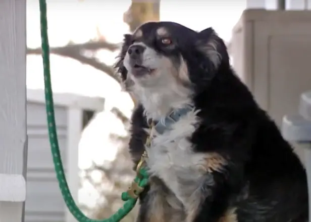 An 8-year-old border collie named Lulu is inheriting a $5 million trust
