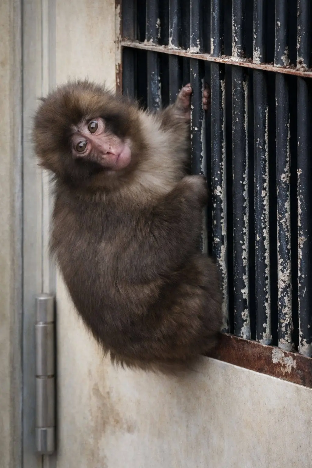 The Little Monkey Who Waited At The Gate For His Favorite Human