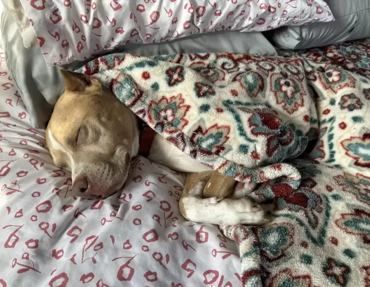 Dog Found Tied To Fence With Face Swollen Beyond Recognition Makes An Incredible Recovery