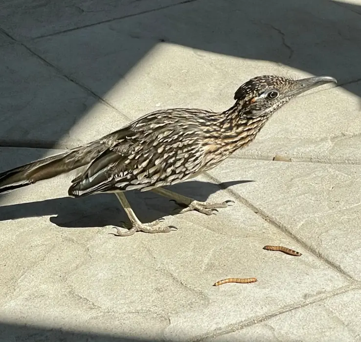Firefighter Rushes Onto Frozen Lake After Seeing Dog’s Pleading Face In The Ice