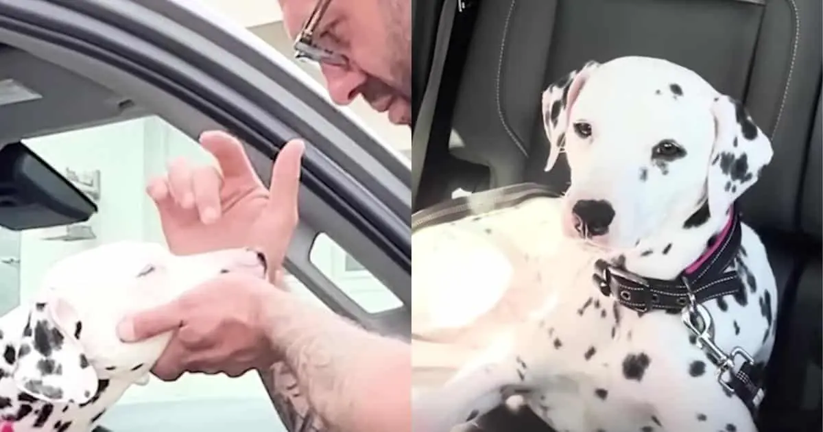 Man Makes Special Trip To Adopt A Dalmatian Terrified Of Men