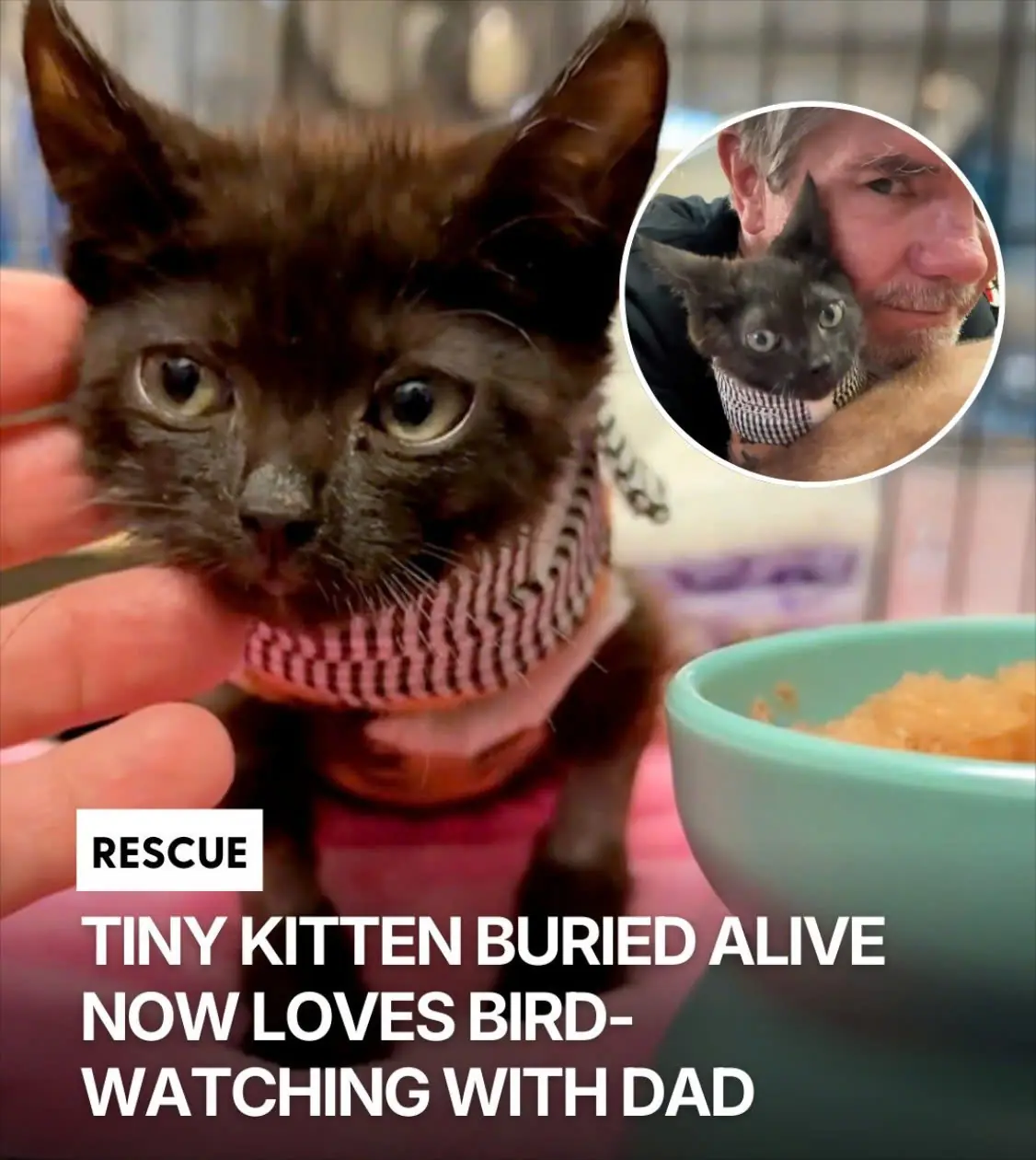Buried Alive and Given Almost No Chance — Now This Cat Spends His Days Bird-Watching With His Rescuer