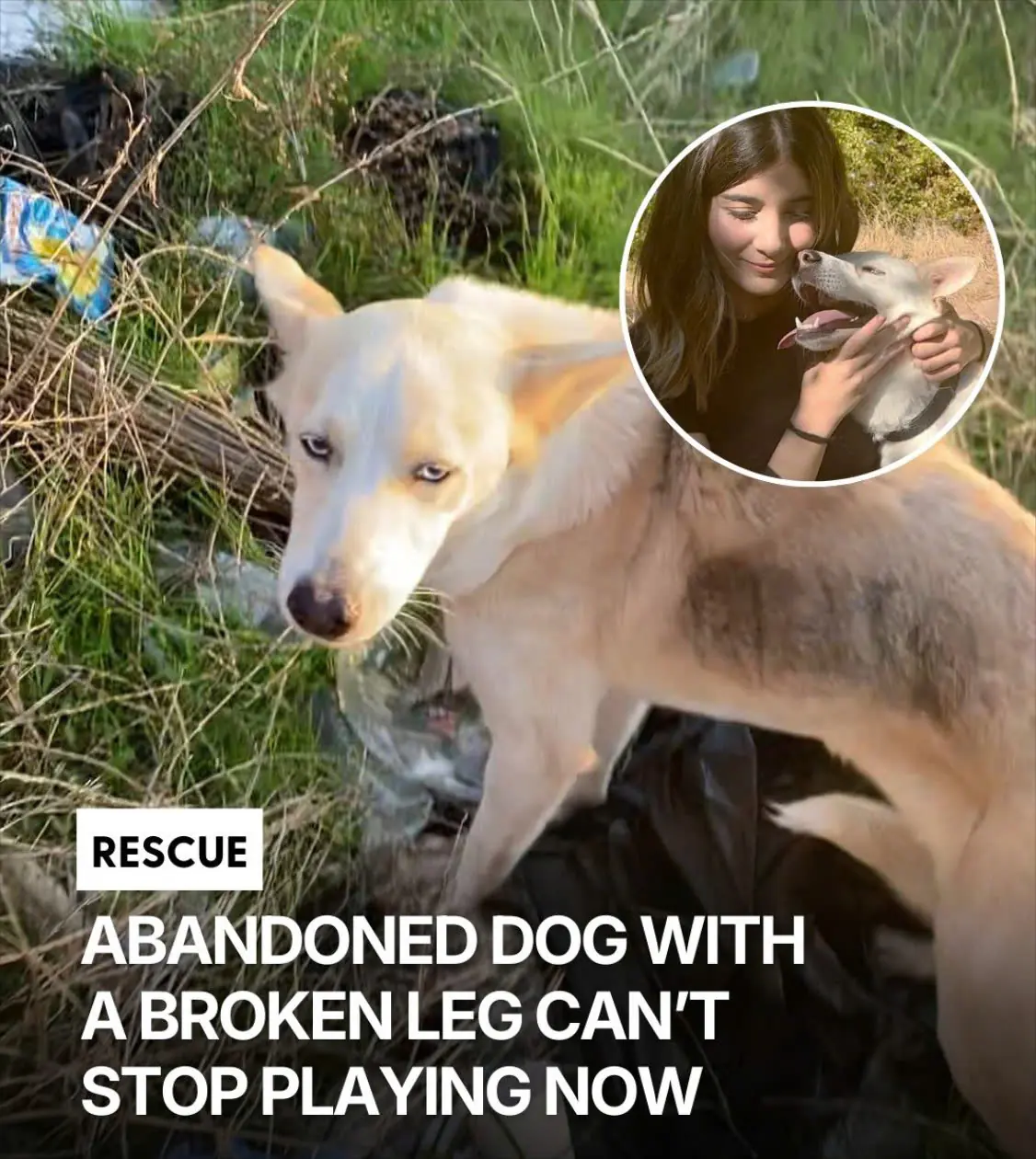 She Walked on a Broken Leg for Over a Month — Now Lily Runs Happily Along the Beach