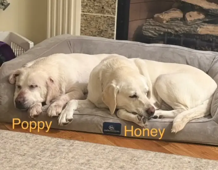 They Drove Across States To Rescue A Dog — Then Discovered She Was Their Other Dog’s Sister