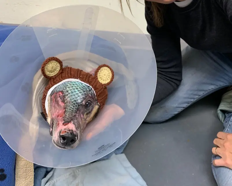 Veterinarian Uses Fish Skin To Save Dog Severely Burned In House Fire