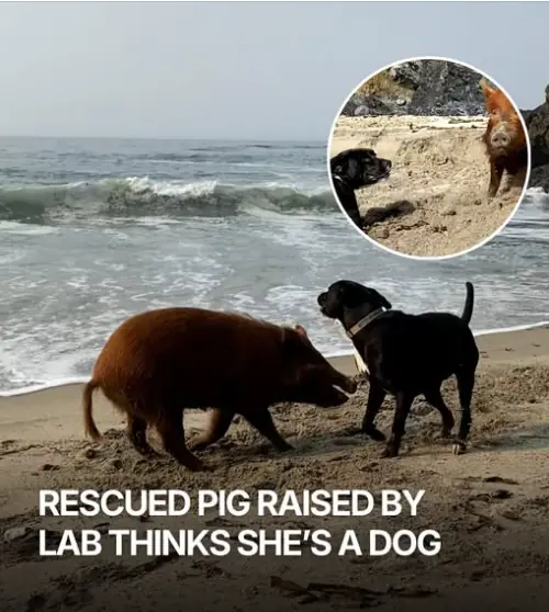 Rescued Pig Raised By A Labrador Grows Up Thinking She’s A Dog