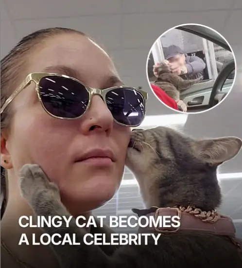 Cat Who Refuses To Let His Mom Go Anywhere Alone Becomes Local Celebrity