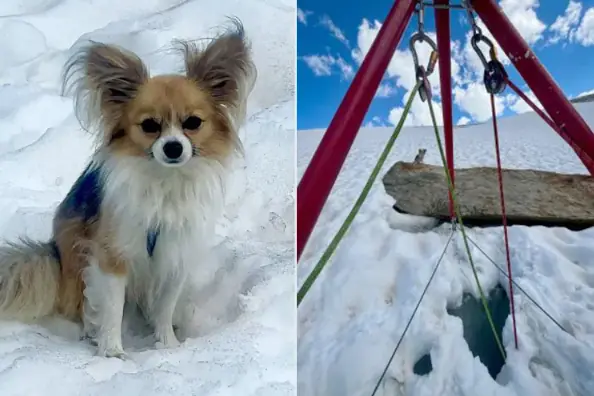 Tiny Chihuahua Helps Rescuers Find Owner Trapped In Glacier Crevasse