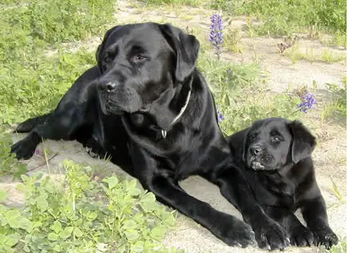 Hero Dog Katrina Saved A Man From Drowning During The Devastating Hurricane