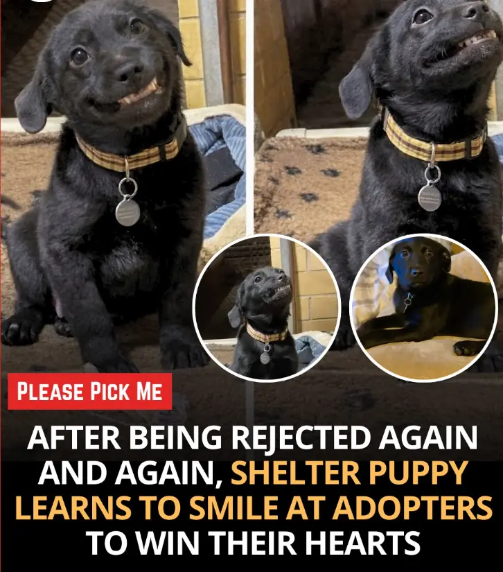 The Puppy With The Viral Smile Who Beat A Deadly Illness