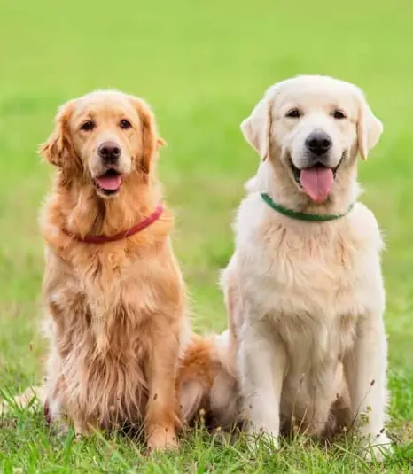 How We Treat Animals Says More About Us Than We Realize