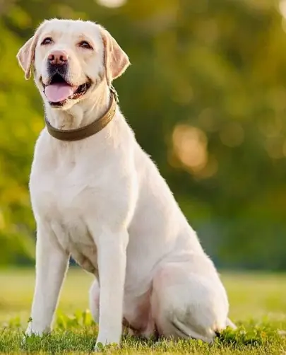 Why Dogs Make Us Feel Like the Most Important Person in the World