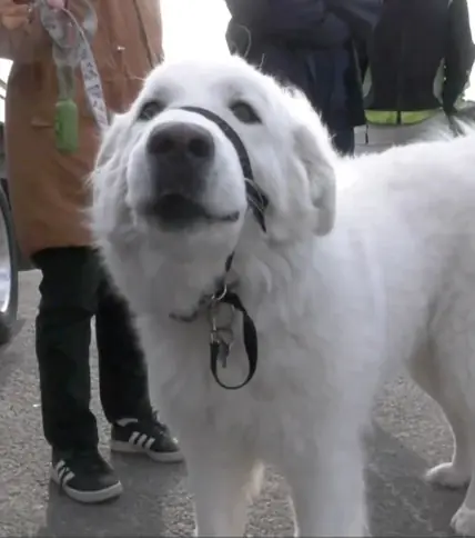 Dog Runs Into Traffic to Stop a Car — And Saves Her Owner’s Life