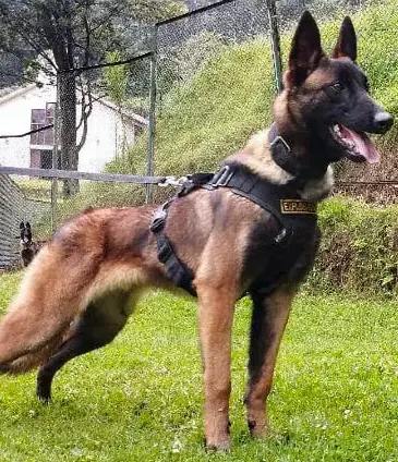 The Hero Dog Who Found Lost Children in the Amazon — Then Disappeared