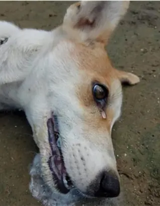 She Gave Her Life to Save Dozens — The Dog Who Warned Everyone Too Late