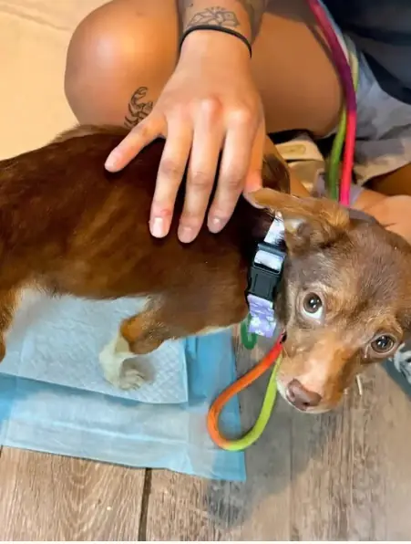 A Chihuahua Dragging Clothes Led to a Rescue No One Expected
