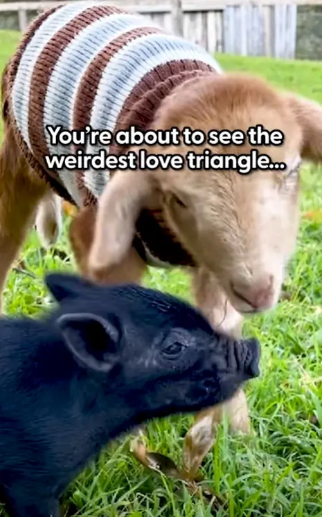 They Met as Babies — And Never Left Each Other’s Side