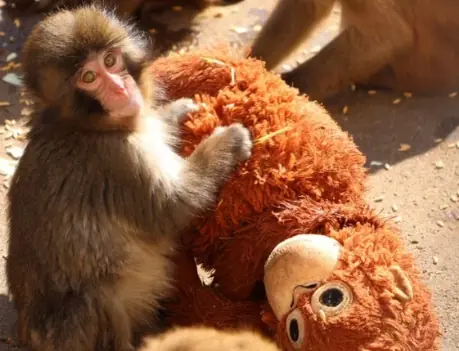 When the Rain Fell, He Didn’t Run Alone—What This Little Monkey Did Teaches Us a Powerful Lesson