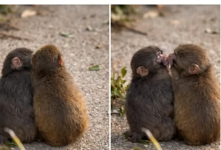 Punch Has a Girlfriend Now—and the Internet Immediately Turned It Into Comedy Gold