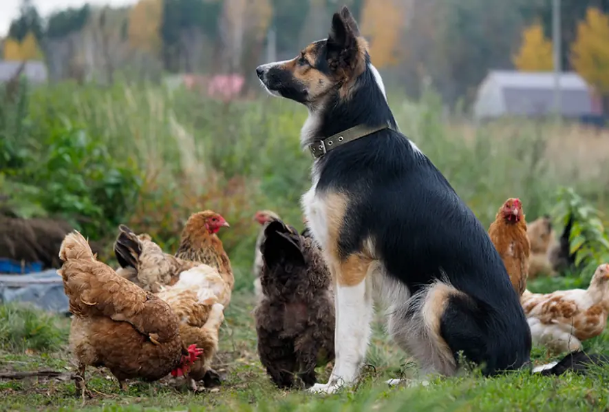 You Won’t Believe What These Chickens Did to Dogs 😂