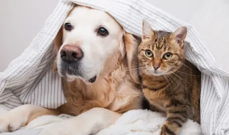 😂 “This Cat Thinks It’s a Dog… And the Result Is Absolutely Ridiculous!”