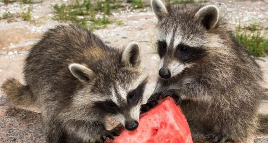 This “Masked Thief” Looks Cute — But It’s Smarter Than You Think