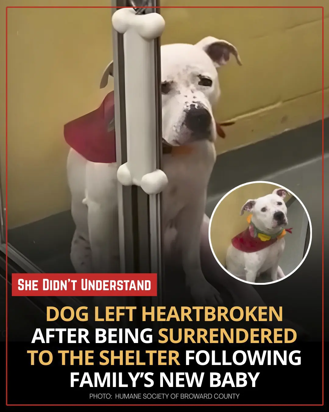 Snowflake the Pit Bull: A Story of Love Left Behind