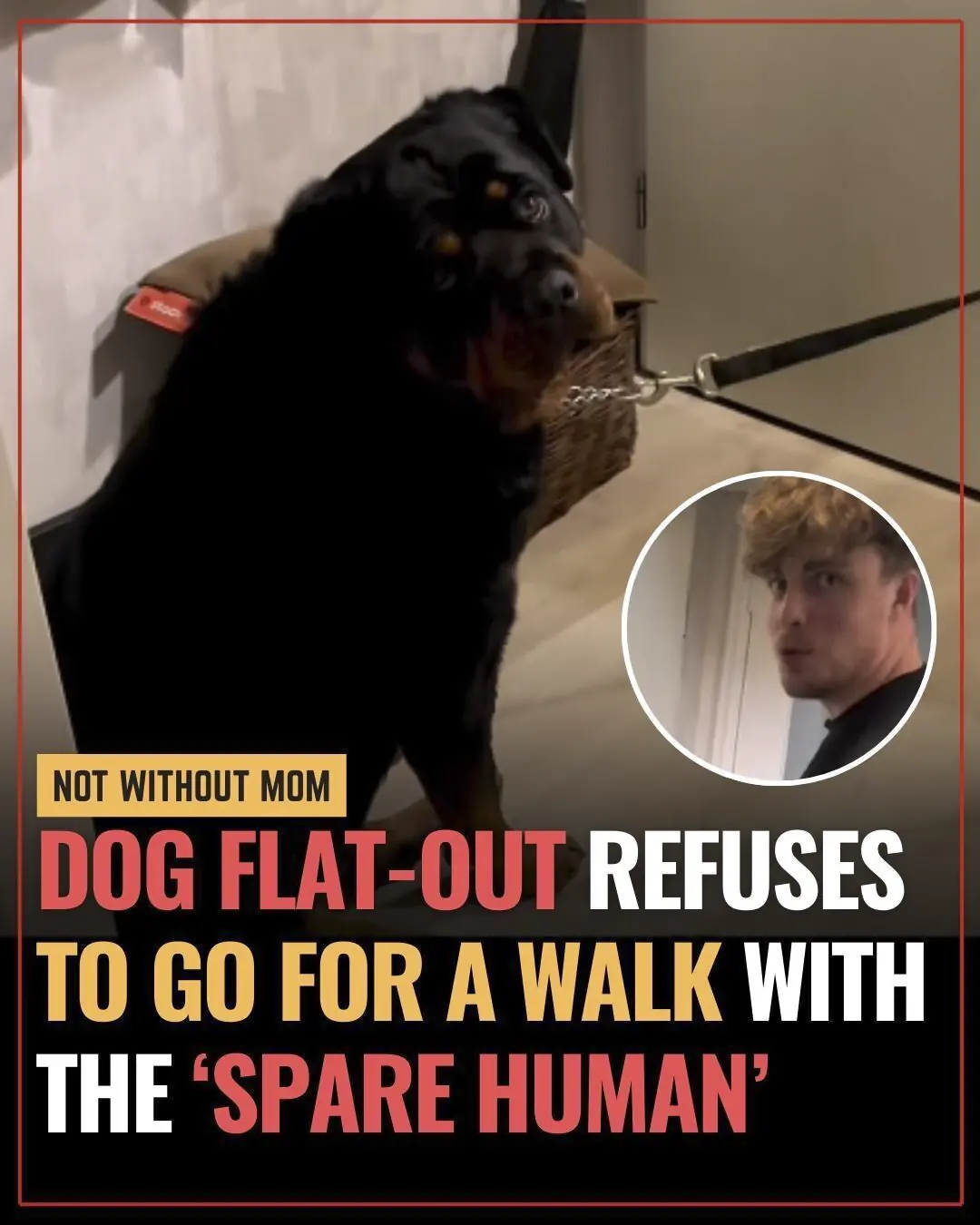 A Rottweiler With a Plan: The Walk That Waited for One Person