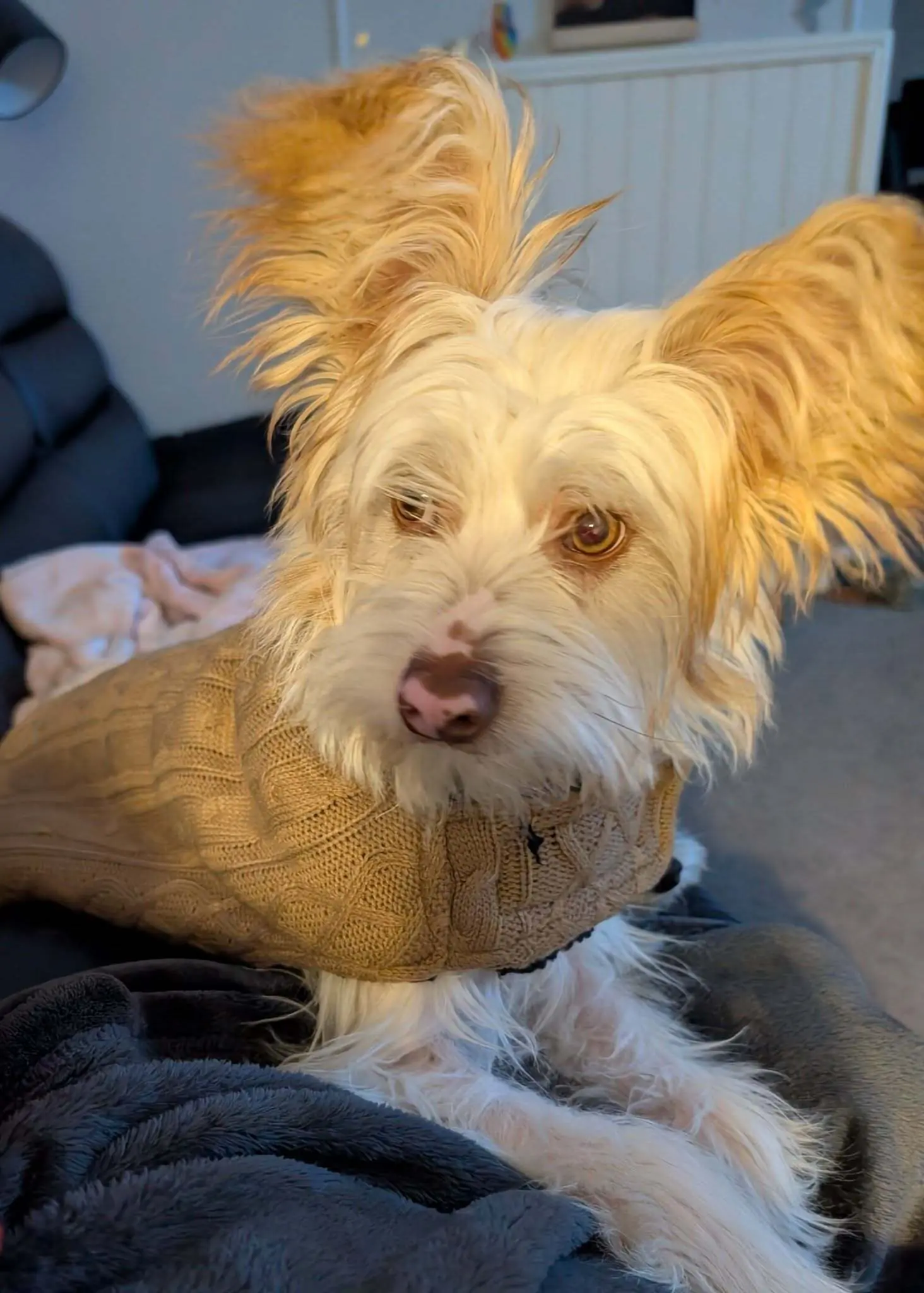 Dog of the Day: Mack, the Pup with Big Dreams