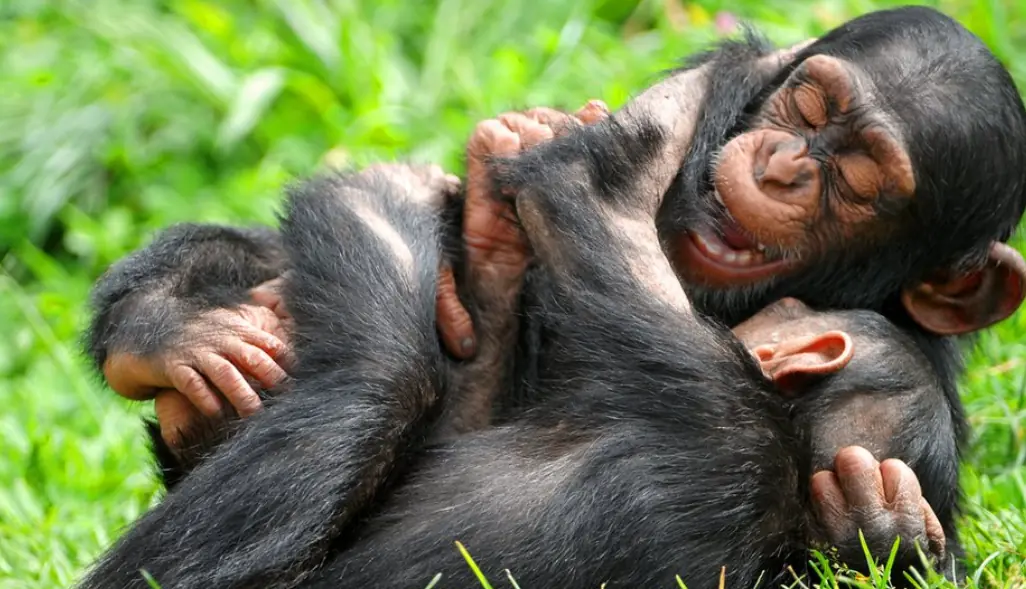 Caught on Camera! Punch Was Just Chilling… Until One Sneaky Poke Made Him YELL