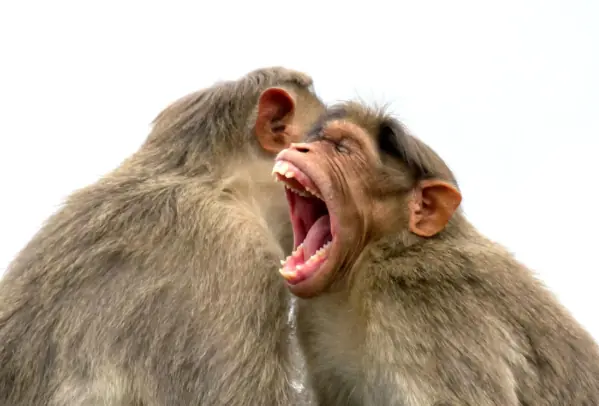 Caught Mid-Snack! Punch’s Mouth Gets Checked for Cookies… and the Ending Is Too Cute