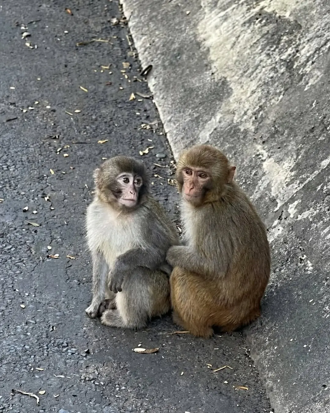 Ichikawa Zoo Confirms Lonely Monkey Punch Has Finally Found Love with Momo-chan After Weeks of Being Ignored
