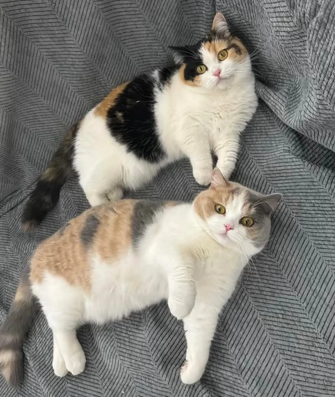 Kittens Rest Lazily on the Rug, Turning an Ordinary Afternoon into a Quiet Moment of Charm