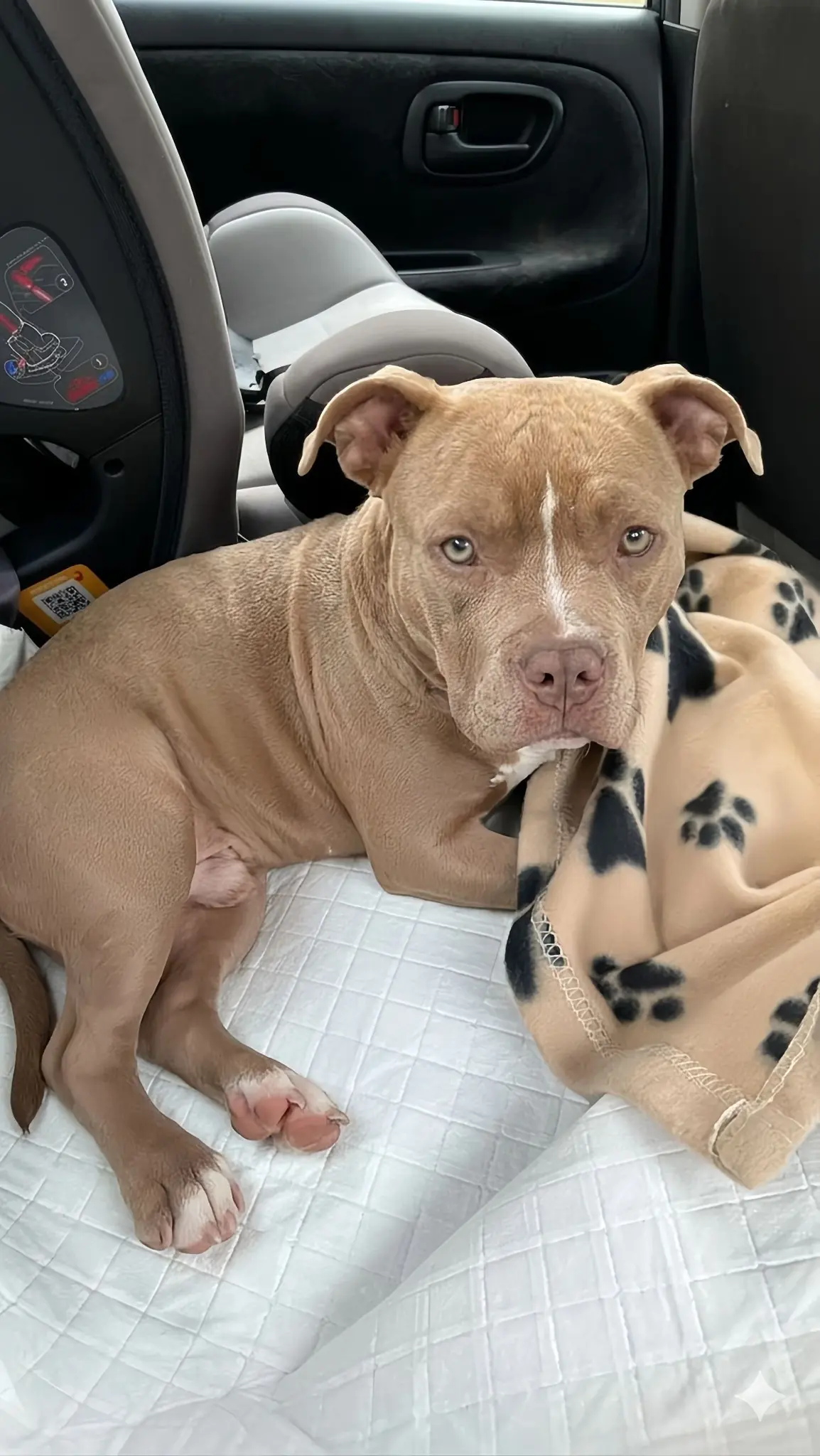 Titan: The “Too Much” Pitbull Who Found His Forever Home