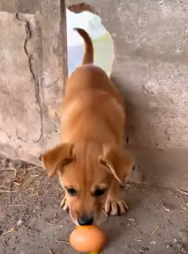 Caught in the Act: The Chicken Egg Thief Who Thought Straw Was a Perfect Hiding Spot 😂