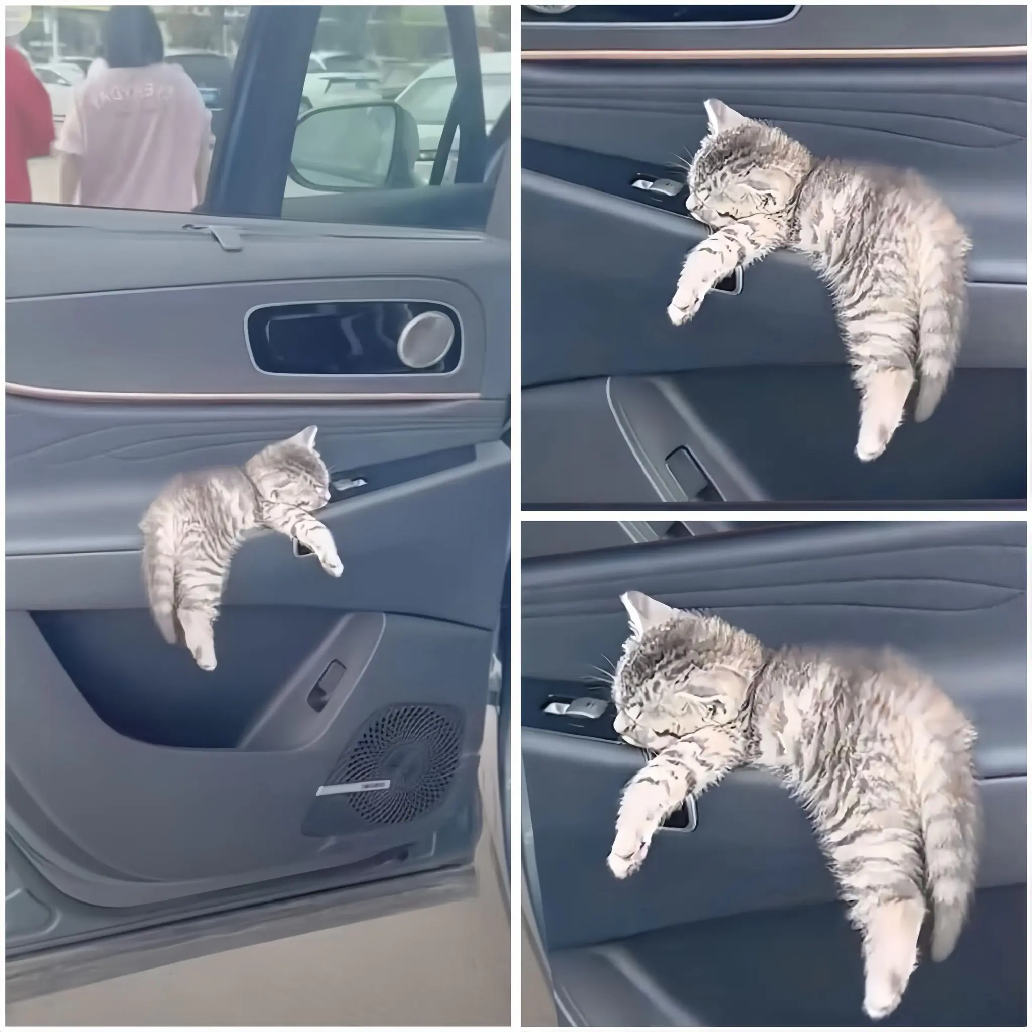 The Blind Kitten Who Chose a Family: A Chance Encounter at the Gas Pump