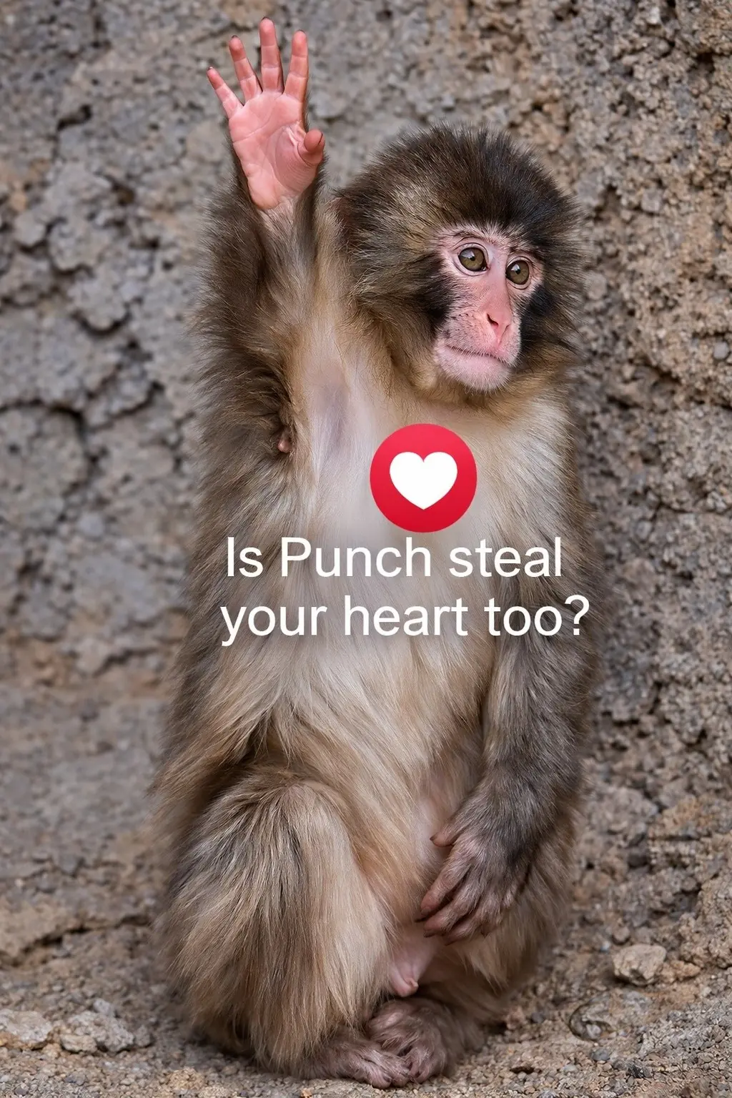 Little Punch: Lessons in Resilience and Kindness