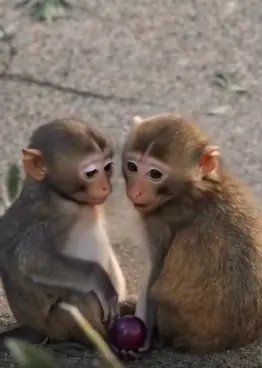 🐒 PETA Speaks Out on Viral “Punch the Monkey” Story — And Their Message Is Dividing the Internet