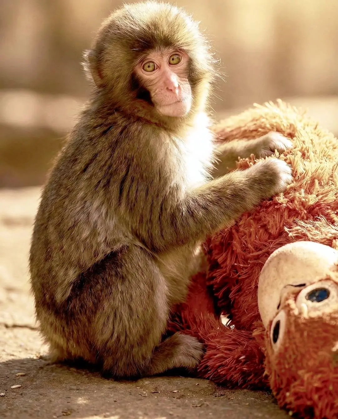 Why This Little Monkey Won’t Let Go of His Plushie — The Truth Behind the Viral Video