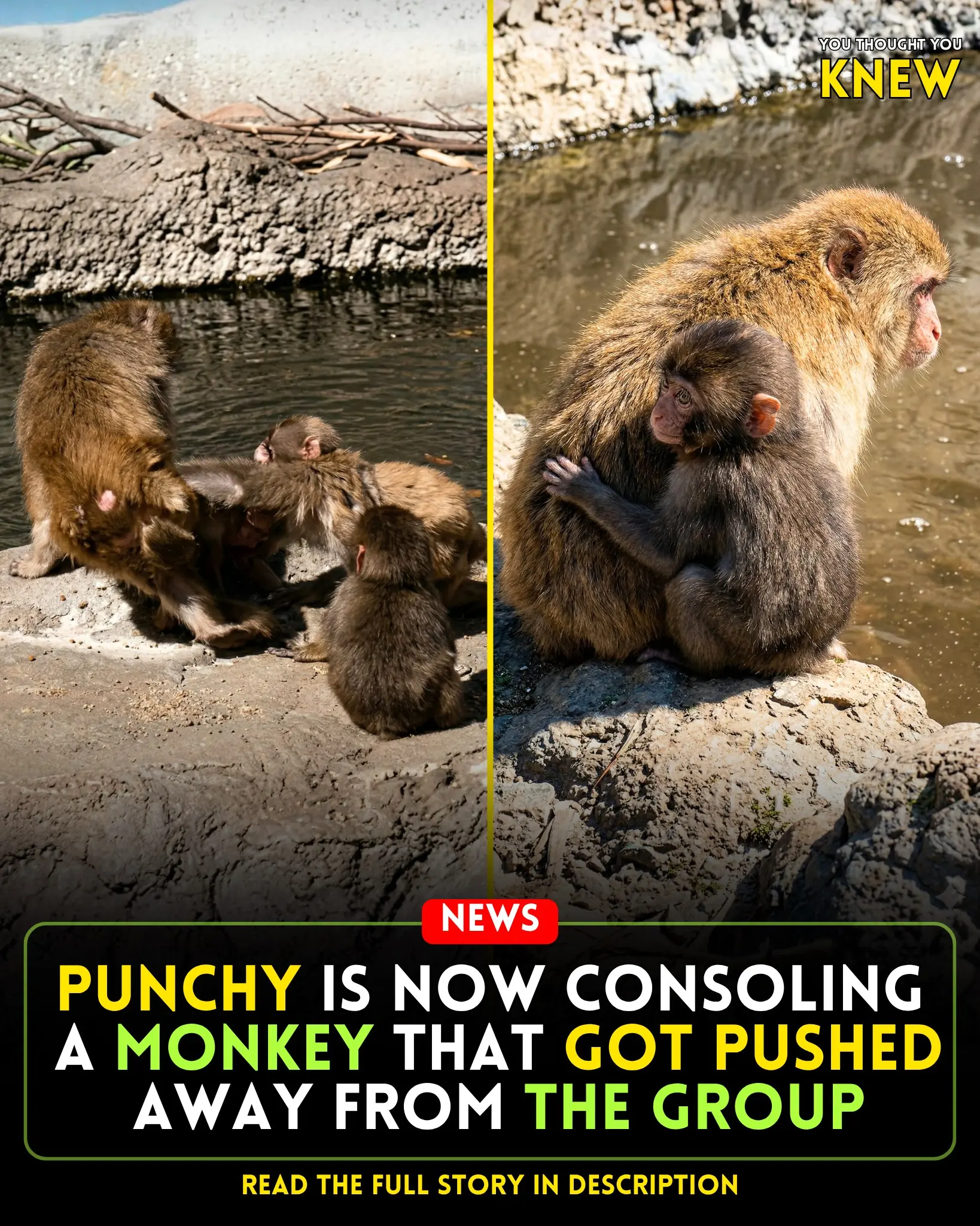 Little Punchy: From Rejected to Guardian