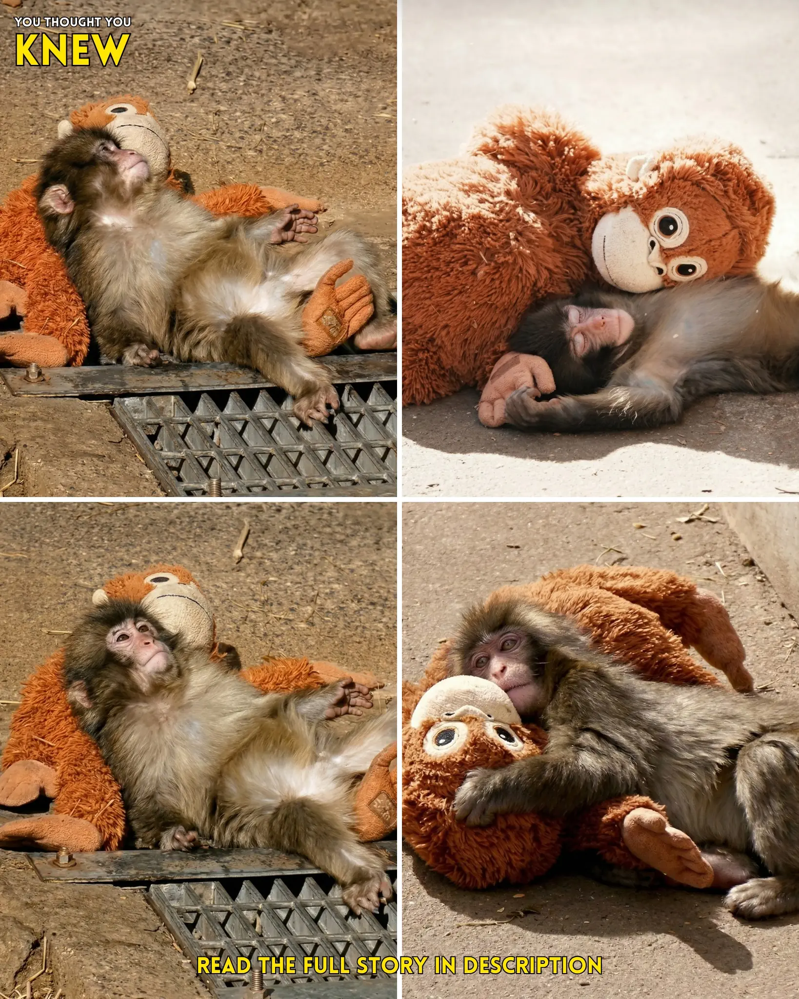 Little Punchy at Last Finds Safety and Rest