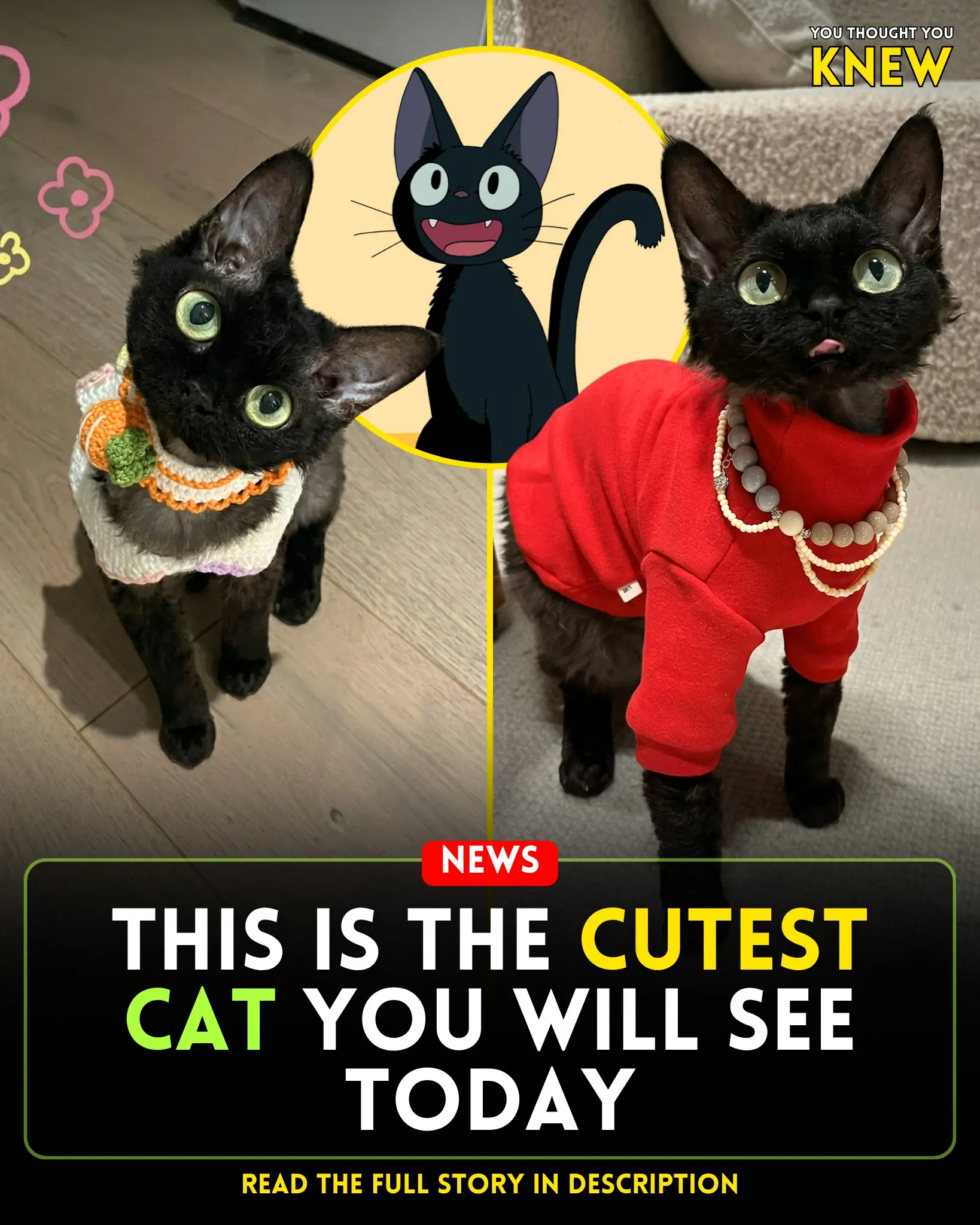 Little Punchy at Last Finds Safety and Rest