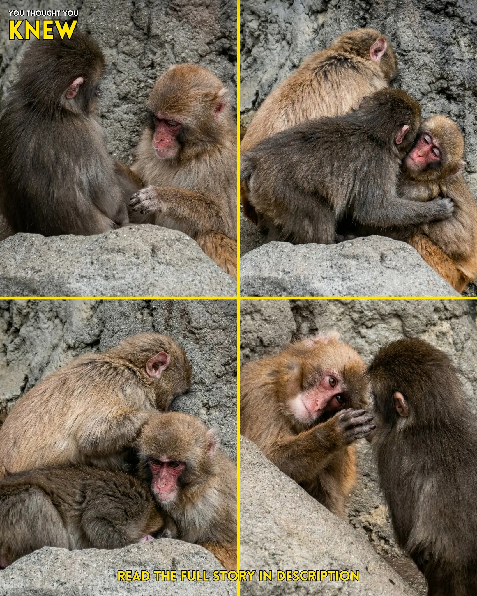 Little Punchy’s Path: From Timid Outsider to Cherished Resident of Monkey Mountain