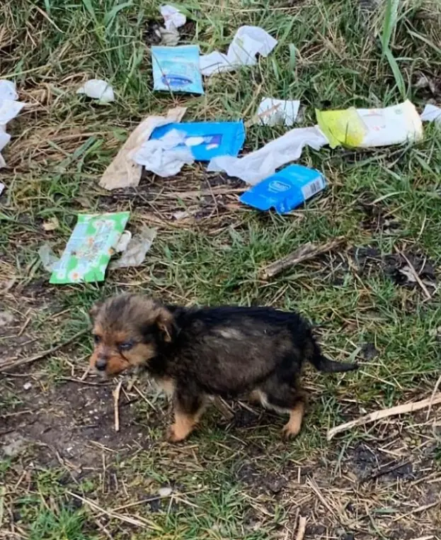 Do Animals Feel Emotions Like Humans Do?